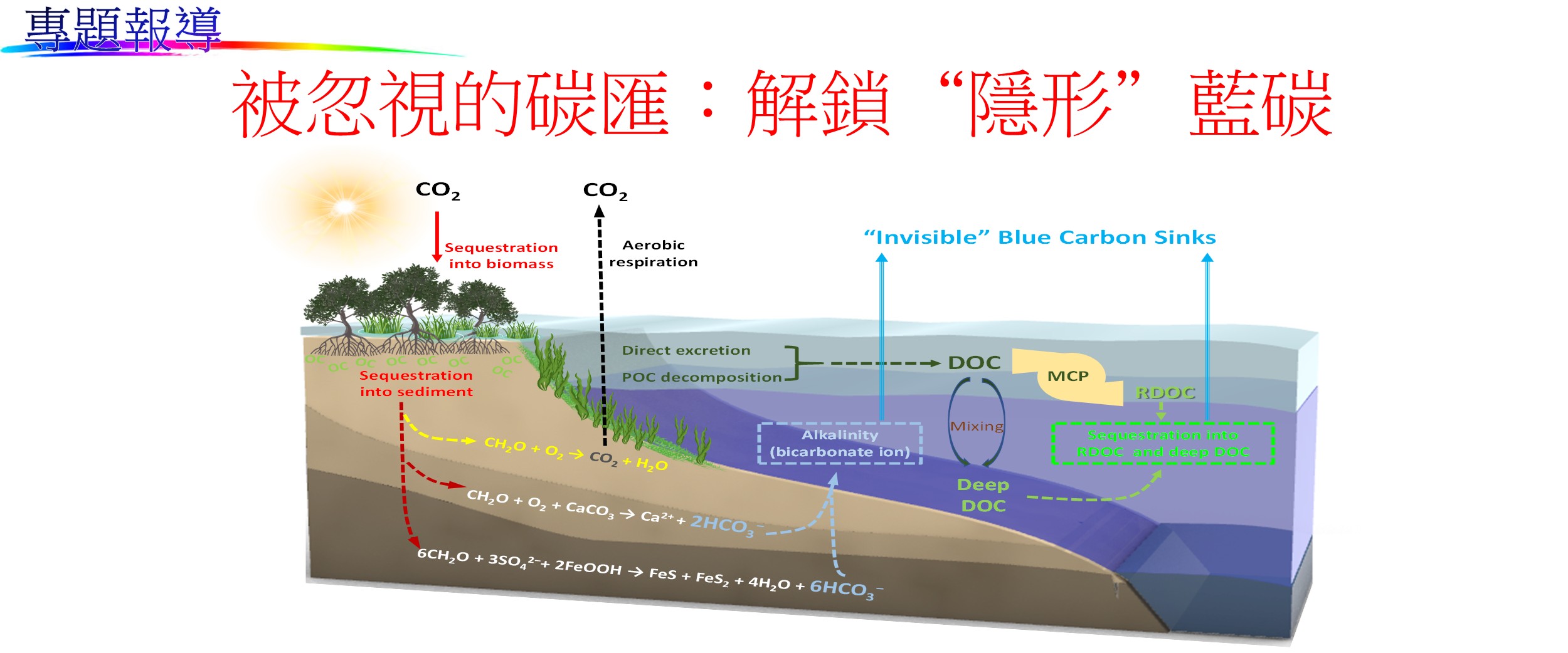 連結到專題報導-被忽視的碳匯：解鎖“隱形”藍碳